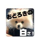 いぬ氏・改（個別スタンプ：4）