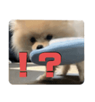 いぬ氏・改（個別スタンプ：7）