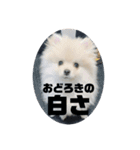 いぬ氏・改（個別スタンプ：8）