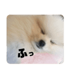 いぬ氏・改（個別スタンプ：9）