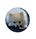 いぬ氏・改（個別スタンプ：11）