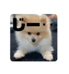いぬ氏・改（個別スタンプ：12）