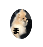 いぬ氏・改（個別スタンプ：13）