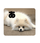 いぬ氏・改（個別スタンプ：14）