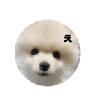 いぬ氏・改（個別スタンプ：16）
