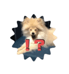 犬氏スタンプ3（個別スタンプ：1）