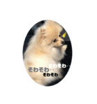犬氏スタンプ3（個別スタンプ：3）