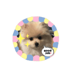 犬氏スタンプ3（個別スタンプ：4）