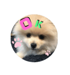 犬氏スタンプ3（個別スタンプ：5）