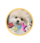 犬氏スタンプ3（個別スタンプ：8）