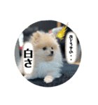犬氏スタンプ3（個別スタンプ：10）