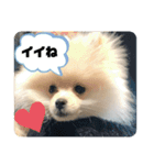 犬氏スタンプ3（個別スタンプ：13）