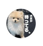 犬氏スタンプ3（個別スタンプ：14）