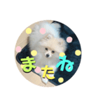 犬氏スタンプ3（個別スタンプ：15）