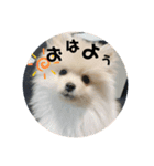犬氏スタンプ3（個別スタンプ：16）