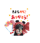 ミニチュアダックスのゆるっとラッキー②（個別スタンプ：1）