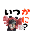 ミニチュアダックスのゆるっとラッキー②（個別スタンプ：3）