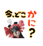 ミニチュアダックスのゆるっとラッキー②（個別スタンプ：4）