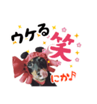 ミニチュアダックスのゆるっとラッキー②（個別スタンプ：6）