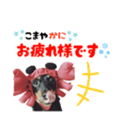 ミニチュアダックスのゆるっとラッキー②（個別スタンプ：8）