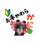 ミニチュアダックスのゆるっとラッキー②（個別スタンプ：9）