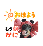 ミニチュアダックスのゆるっとラッキー②（個別スタンプ：10）
