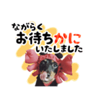 ミニチュアダックスのゆるっとラッキー②（個別スタンプ：12）