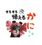 ミニチュアダックスのゆるっとラッキー②（個別スタンプ：13）