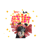 ミニチュアダックスのゆるっとラッキー②（個別スタンプ：14）