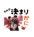 ミニチュアダックスのゆるっとラッキー②（個別スタンプ：15）