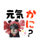 ミニチュアダックスのゆるっとラッキー②（個別スタンプ：16）
