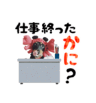 ミニチュアダックスのゆるっとラッキー②（個別スタンプ：19）