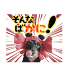 ミニチュアダックスのゆるっとラッキー②（個別スタンプ：22）