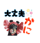 ミニチュアダックスのゆるっとラッキー②（個別スタンプ：23）