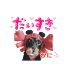 ミニチュアダックスのゆるっとラッキー②（個別スタンプ：24）