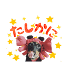 ミニチュアダックスのゆるっとラッキー②（個別スタンプ：25）