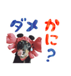 ミニチュアダックスのゆるっとラッキー②（個別スタンプ：26）