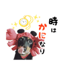 ミニチュアダックスのゆるっとラッキー②（個別スタンプ：29）