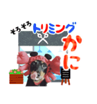 ミニチュアダックスのゆるっとラッキー②（個別スタンプ：30）