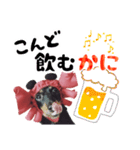 ミニチュアダックスのゆるっとラッキー②（個別スタンプ：31）