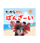 ミニチュアダックスのゆるっとラッキー②（個別スタンプ：32）