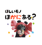 ミニチュアダックスのゆるっとラッキー②（個別スタンプ：33）