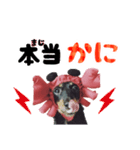 ミニチュアダックスのゆるっとラッキー②（個別スタンプ：35）