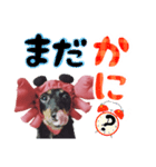 ミニチュアダックスのゆるっとラッキー②（個別スタンプ：36）