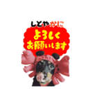 ミニチュアダックスのゆるっとラッキー②（個別スタンプ：37）