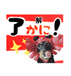 ミニチュアダックスのゆるっとラッキー②（個別スタンプ：38）