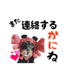 ミニチュアダックスのゆるっとラッキー②（個別スタンプ：39）
