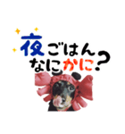 ミニチュアダックスのゆるっとラッキー②（個別スタンプ：40）