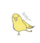 すなおなインコ（個別スタンプ：5）