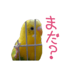 すなおなインコ（個別スタンプ：8）